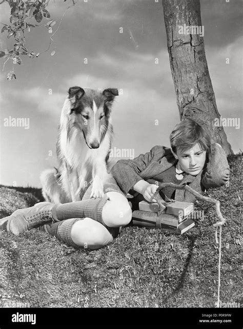 original film title lassie come home english title lassie come home film director fred m