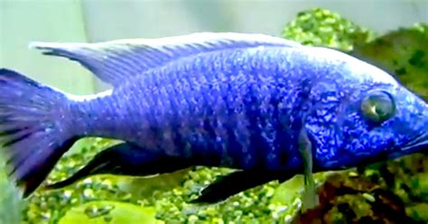 Aquarium Movies Japan archive 生きている魚図鑑 スキアエノクロミス フライエリー Sciaenochromis fryeri