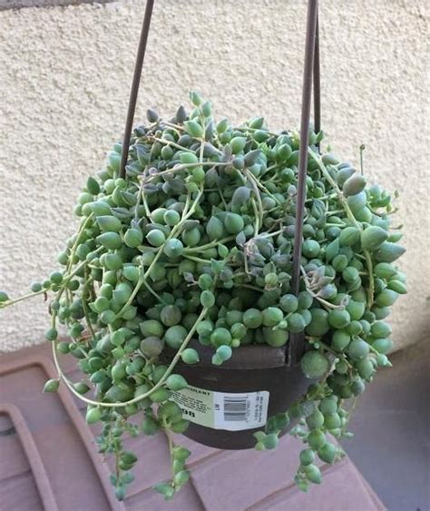 14 Cacti And Succulents That Hang Or Trail Succulent Plants And Care Hanging Plants Outdoor