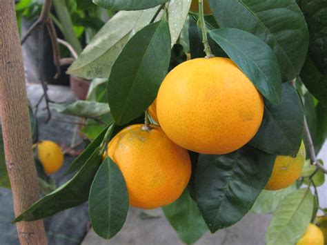 Citrus Reticulata Rutaceae Mandarin Orange