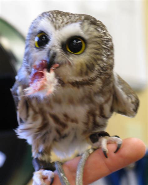 What do barn owls eat in captivity. Anime Owl: The Real Deal | Backyard Zoologist