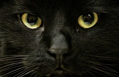 October 27th celebrates the beauty of these sleek creatures. City of Toronto waives black cat adoption fees on Black ...