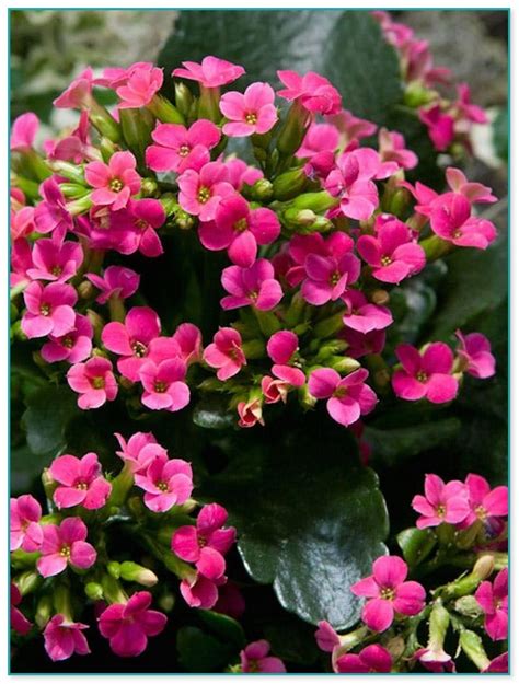 Pink Flowering House Plants Home Improvement