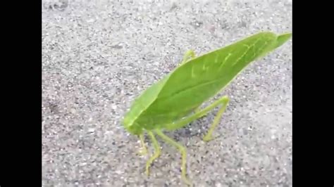 Katydid Green Insect Looks Like A Leaf Youtube