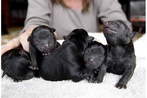 Orphan Puppies Urgently Need A Mum Nz