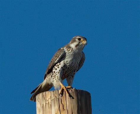 Prairie Falcon | San Diego Bird Spot