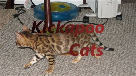 Our breeding program concentrates on rosetted patterned bengal cats that are healthy and exhibit the active, fun behavior of the bengal. Bengal Kittens for Sale 916-282-5143 Kickapoo, Sacrameneto ...