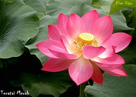 Paling Keren 27 Gambar Bunga Lotus Merah Gambar Bunga Indah