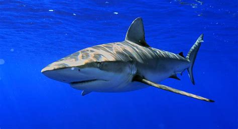 Fish eat fish, fish eat squid, fish eat seaweed, fish. Can You Eat Shark Meat? (Everything You Wanted To Know ...