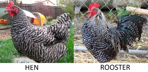 How To Identify A Barred Rock Rooster Vs Hen Sand Creek Farm
