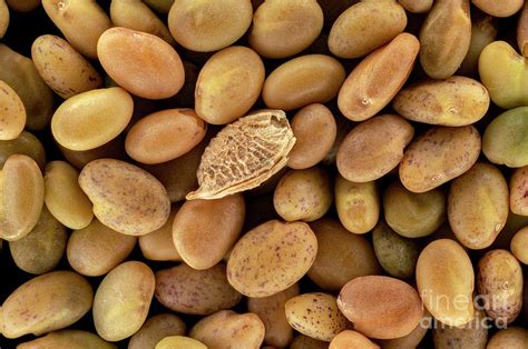Melilotus Albus Seeds Photograph By Frank Foxscience Photo Library