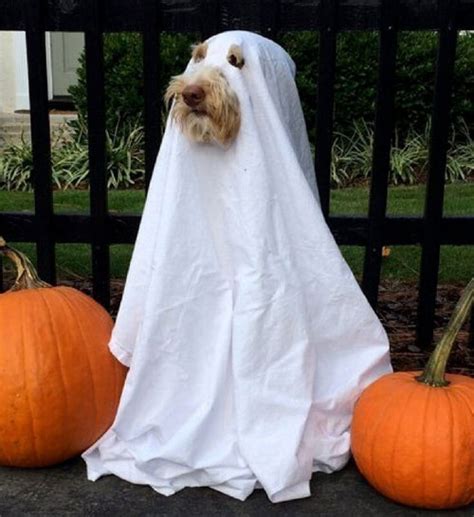 45 Epic Dog Halloween Costume Ideas 2020 Guide