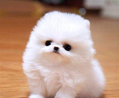 Ever Pure White Miniature Teacup Sized Pomeranian Puppies