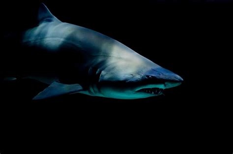 Researchers Discover Three New Species Of Shark That Glow In The Dark
