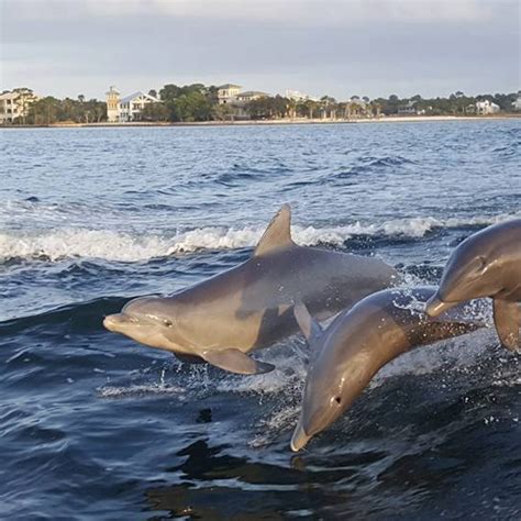 Dolphin Cruise Orange Beach And Gulf Shores Alabama