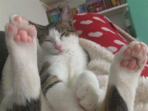 Jasmine Showing Off Her Toe Beans Cats