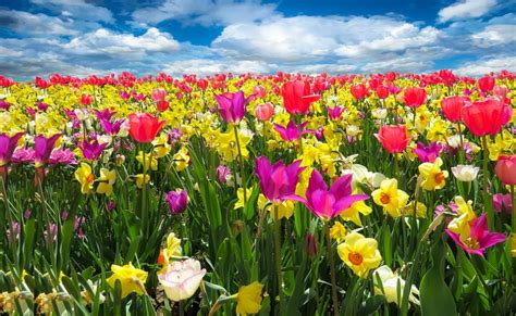 Gambar Bunga Yang Indah Dan Cantik 100 Gambar Bunga Berbagai Jenis