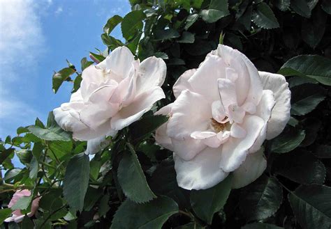 File豐花玫瑰 Rosa Many Happy Returns 墨爾本 Werribee Rose Garden Melbourne