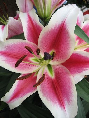 Buy Lily Bulbs Candy Club Oriental Trumpet Gold Medal Winning Harts