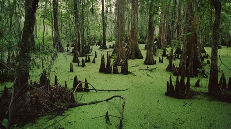 Drain The Swamp Techcrunch