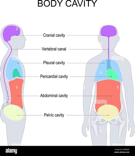Cavidades Corporales Cavidades Dorsales Y Ventrales Del Cuerpo Para