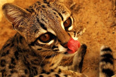 Gato Do Mato Leopardus Tigrinus Na Caatinga De Pernambuco By By