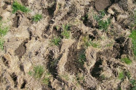 Lawn Grubs How To Identify Get Rid Of And Prevent Them 2022