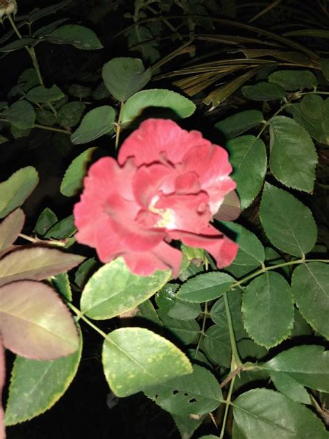 Terkeren 24 Gambar Setangkai Bunga Mawar Pink Gambar Bunga Hd