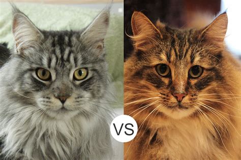 Norsk skogkatt or norsk skaukatt) is a breed of domestic cat originating in northern europe. Maine Coons vs. Norwegian Forest Cats - MaineCoon.org