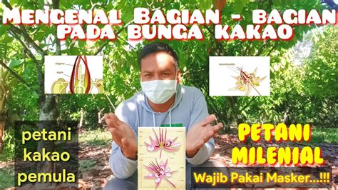 Mengenal Bagian Bagian Pada Bunga Kakao Petani Kakao Pemula Youtube