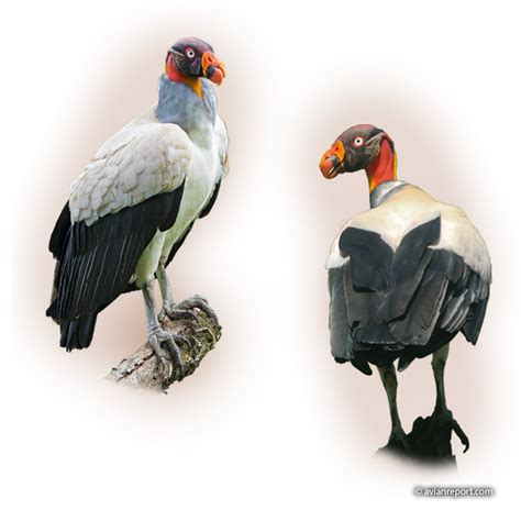 What Does A King Vulture Look Like Avian Report
