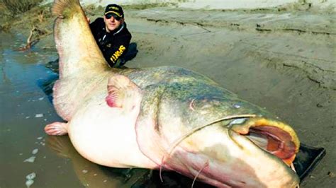 What Is The Worlds Largest Catfish