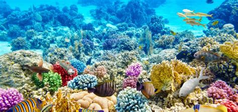 Why Coral Reef Protection Is Very Important