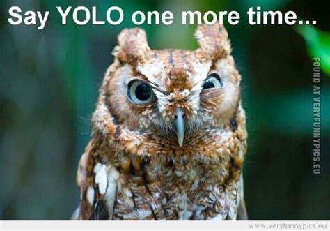 Pin By Kevin Cornell On Owl Memes Angry Animals Funny Owls Funny