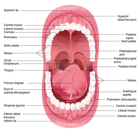 What Are Speech Organs With Pictures