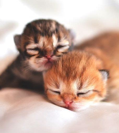 15 Extremely Cute Newborn Kittens We Just Had To Share Newborn