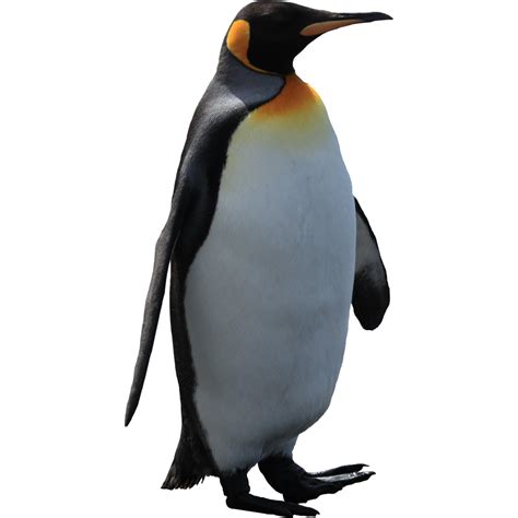 Clipart Penguin King Penguin Clipart Penguin King Penguin Transparent