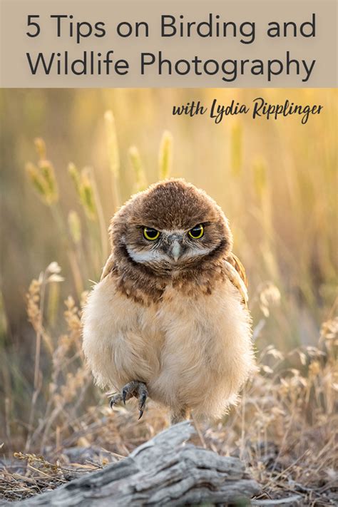 Tips On Birding And Wildlife Photography With Photographer Lydia