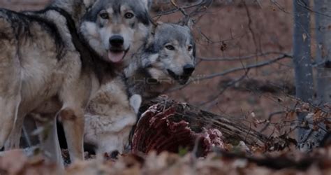 Closer Shot Of Wolf Pack Chewing On A Carcass Horkai