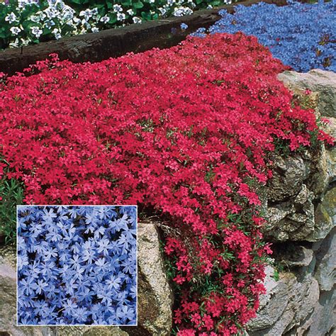 Emerald Blue Creeping Phlox Ground Covers From Gurneys