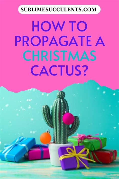 During the day, christmas cacti like plenty of bright light and morning sun, but take care not to scorch them with direct sun during lunchtime. How to Propagate a Christmas Cactus & Take Care of It? in ...