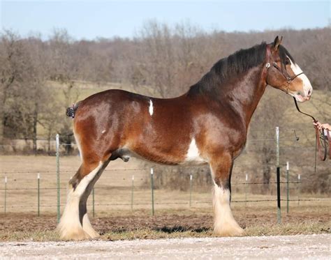 Belgian Draft Horse Vs Clydesdale Artofit