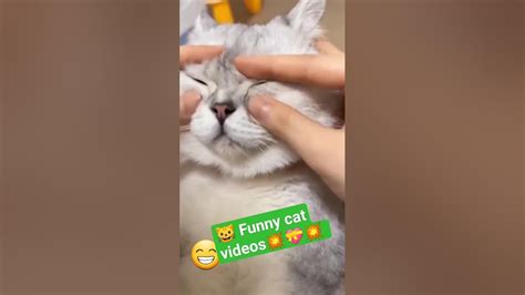 🐱 Funny Cat Videos Cute Cats Try Not To Laugh Cat Videos