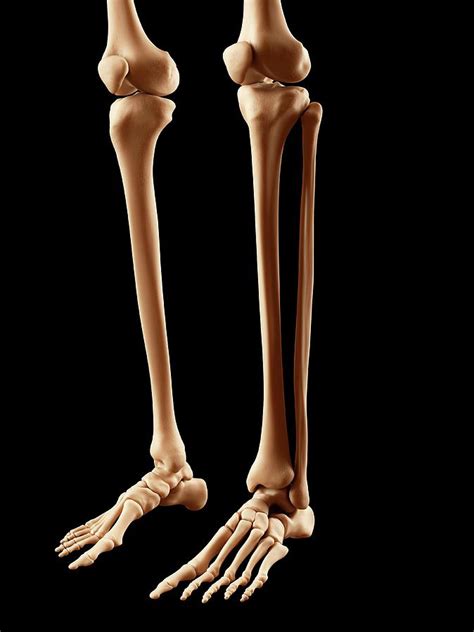 Human Leg Bones Photograph By Sciepro Pixels