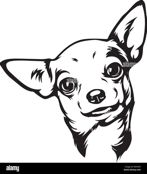 Chihuahua Dog Breed Head Isolated Pedigree Pet Portrait Smiling Happy