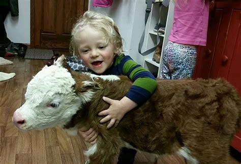 672 likes · 9 talking about this. Yes , You Can Own A Fluffy Mini Cow. And They Make Great ...