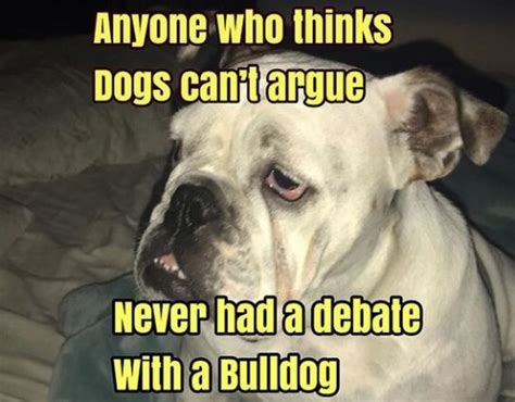 15 Funniest English Bulldog Memes The Dogman