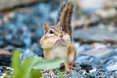 Snapped A Photo Yesterday Of A Surprised Chipmunk With A Mouth Full Of