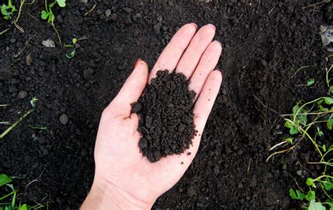 Benefits Of Loam Soil For Organic Gardening My Plant Warehouse