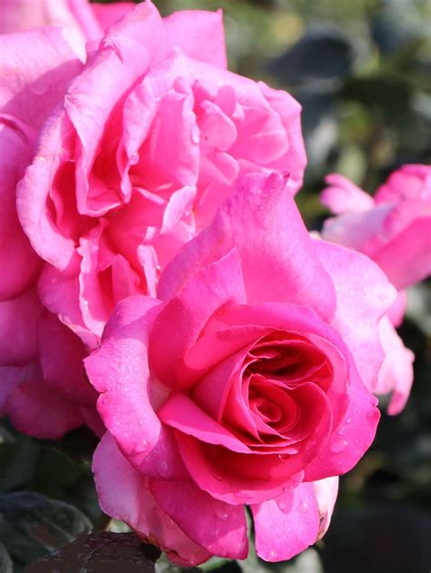 Edelrose Lady Like ® Finde Deine Neue Rose Online Ratgeber